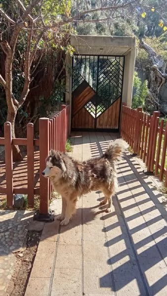 Splendida Malamute VICKY | Foto 2