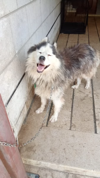 Splendida Malamute VICKY | Foto 4