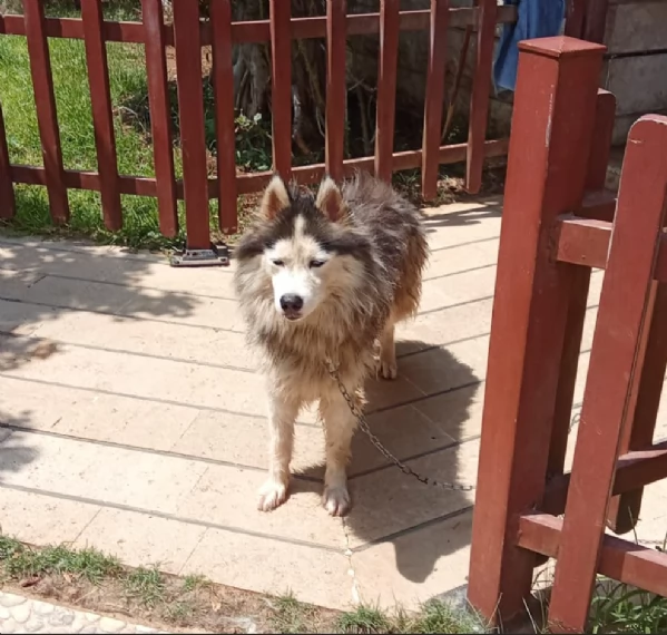 Splendida Malamute VICKY | Foto 3