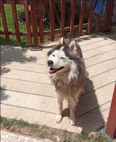 Splendida Malamute VICKY | Foto 2