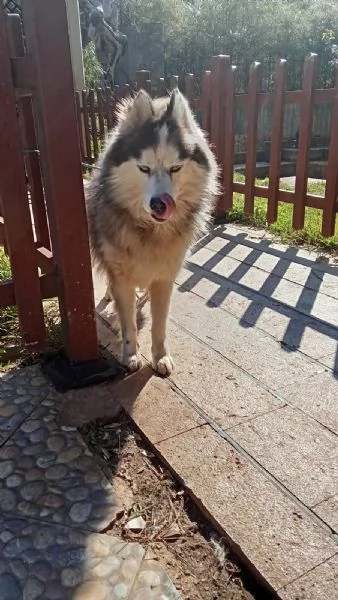 Splendida Malamute VICKY | Foto 1