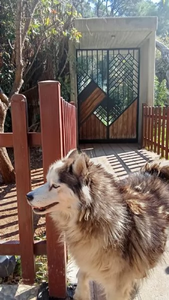 Splendida Malamute VICKY | Foto 0