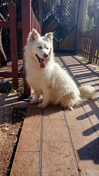 Splendida Husky  UNA | Foto 6