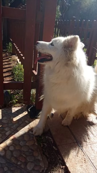 Splendida Husky  UNA | Foto 5