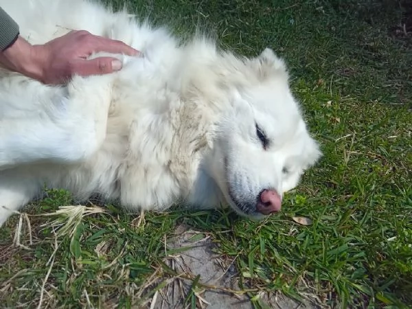 Splendida Husky  UNA | Foto 4
