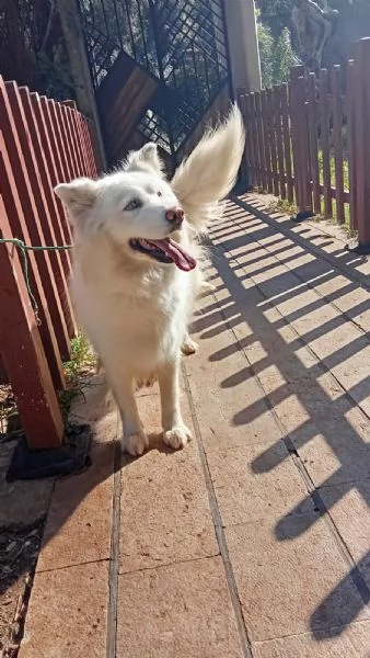 Splendida Husky  UNA
