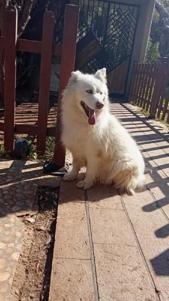 Splendida Husky  UNA | Foto 3