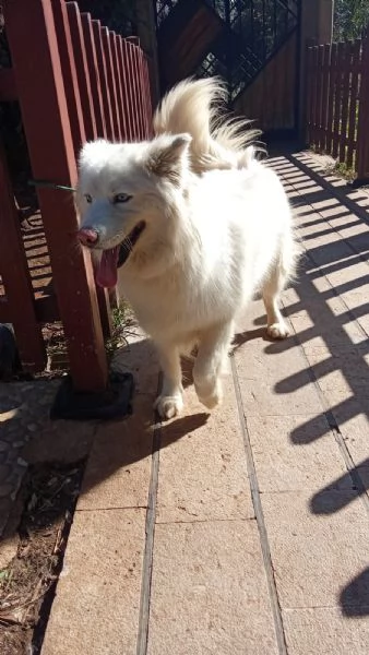 Splendida Husky  UNA | Foto 2