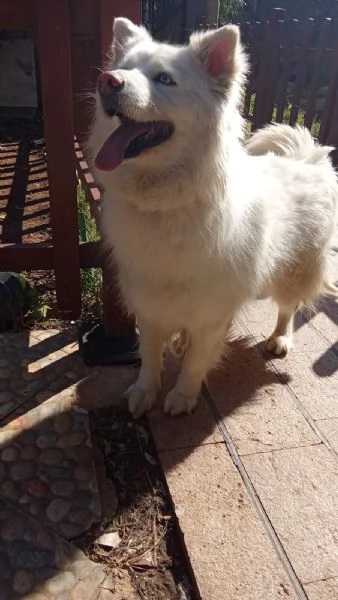 Splendida Husky  UNA | Foto 1