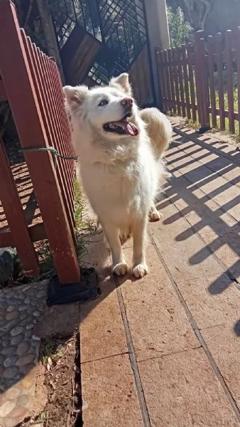 Splendida Husky  UNA | Foto 0