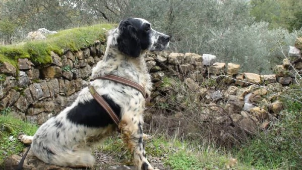 Splendido Setter Inglese JACK | Foto 5