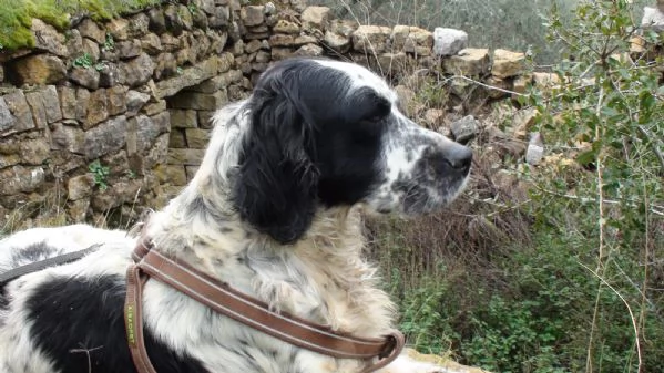 Splendido Setter Inglese JACK | Foto 4