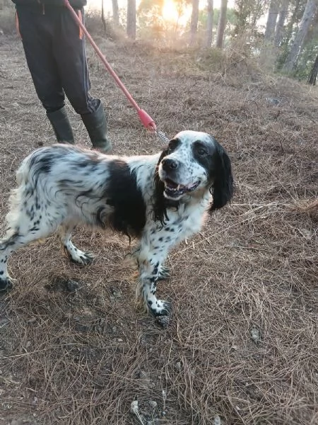 Splendido Setter Inglese JACK | Foto 6