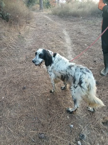 Splendido Setter Inglese JACK | Foto 5
