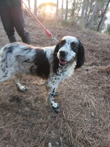 Splendido Setter Inglese JACK | Foto 4