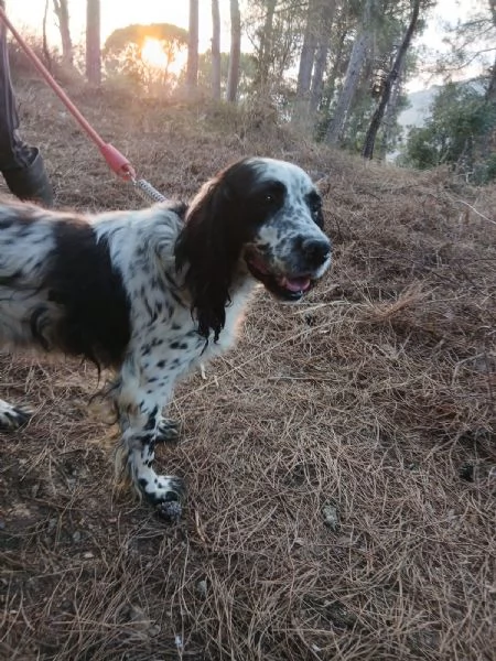Splendido Setter Inglese JACK | Foto 3