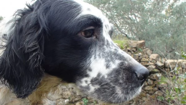 Splendido Setter Inglese JACK