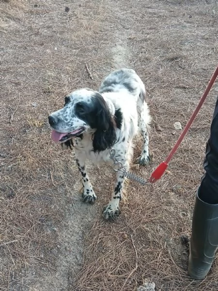 Splendido Setter Inglese JACK