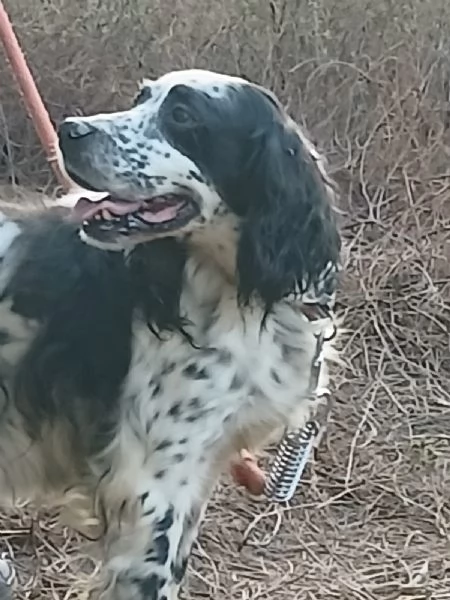 Splendido Setter Inglese JACK | Foto 2