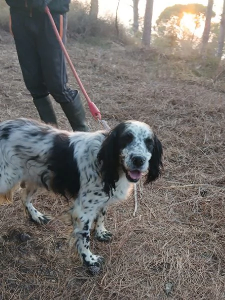 Splendido Setter Inglese JACK | Foto 1