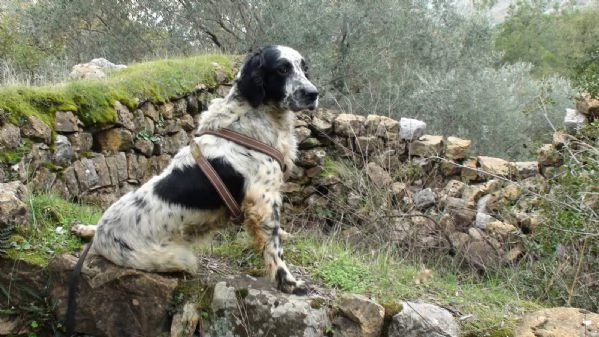 Splendido Setter Inglese JACK | Foto 3