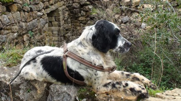 Splendido Setter Inglese JACK | Foto 2