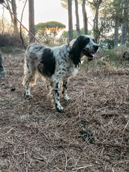 Splendido Setter Inglese JACK | Foto 0