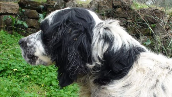 Splendido Setter Inglese JACK | Foto 1