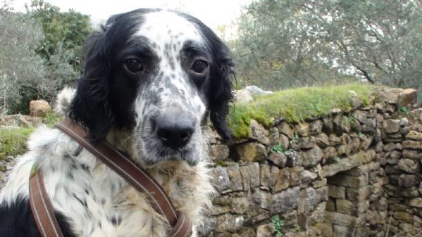 Splendido Setter Inglese JACK | Foto 0