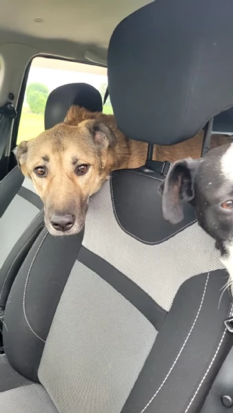 Splendido meticcio WHISKY | Foto 6