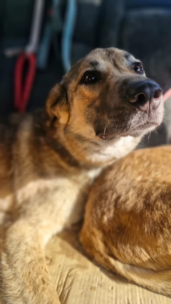 Splendido meticcio WHISKY | Foto 5