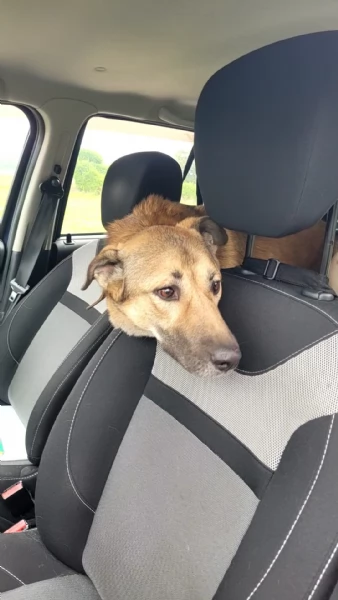 Splendido meticcio WHISKY