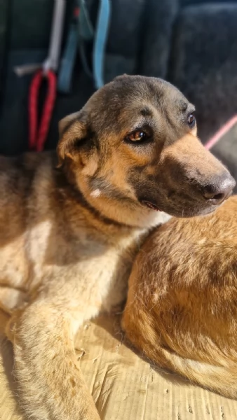 Splendido meticcio WHISKY | Foto 4