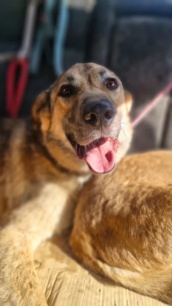 Splendido meticcio WHISKY | Foto 3