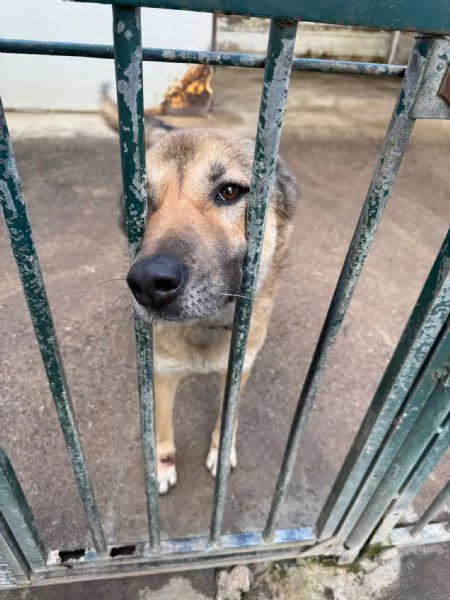 Splendido meticcio WHISKY | Foto 3