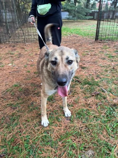 Splendido meticcio WHISKY | Foto 2