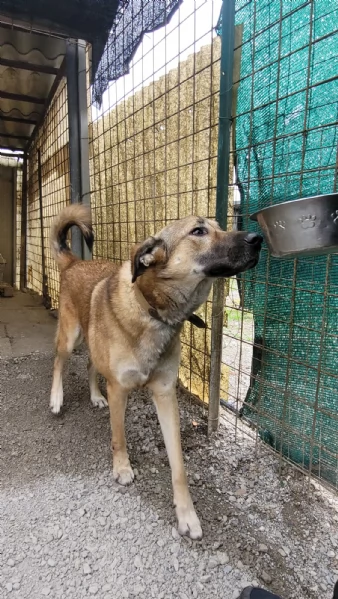 Splendido meticcio WHISKY | Foto 1