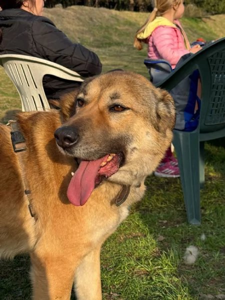 Splendido meticcio WHISKY | Foto 2