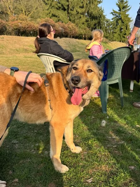 Splendido meticcio WHISKY