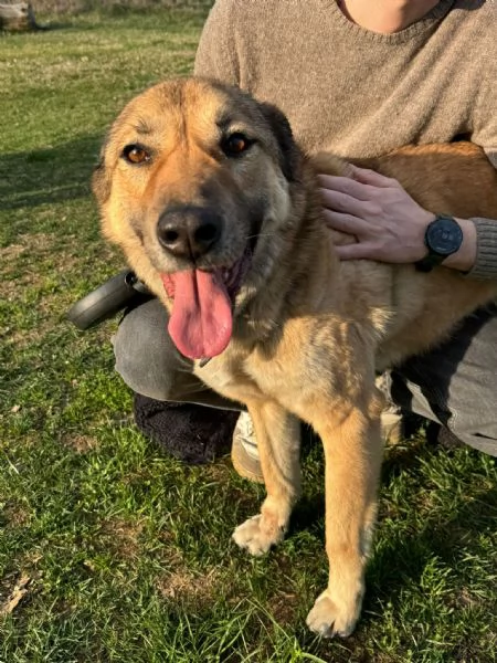 Splendido meticcio WHISKY | Foto 1