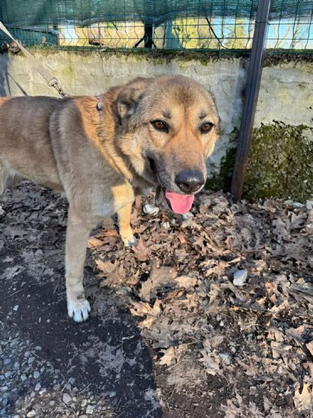 Splendido meticcio WHISKY | Foto 0