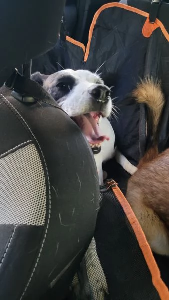 Splendida meticcia BELLA | Foto 6