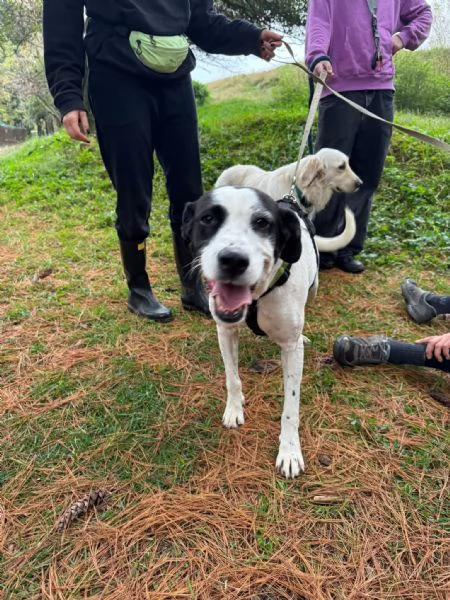 Splendida meticcia BELLA | Foto 5