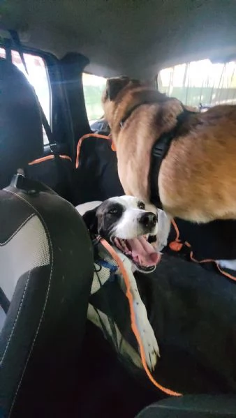 Splendida meticcia BELLA | Foto 4