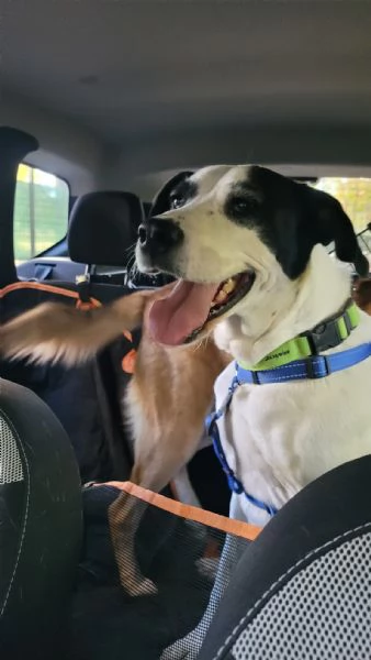 Splendida meticcia BELLA | Foto 3