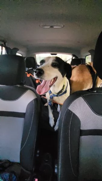 Splendida meticcia BELLA | Foto 2