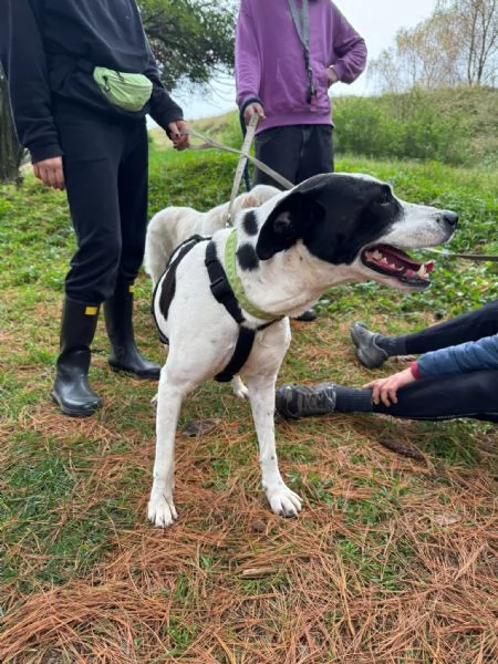 Splendida meticcia BELLA | Foto 1