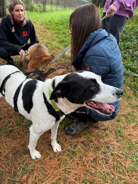 Splendida meticcia BELLA | Foto 0