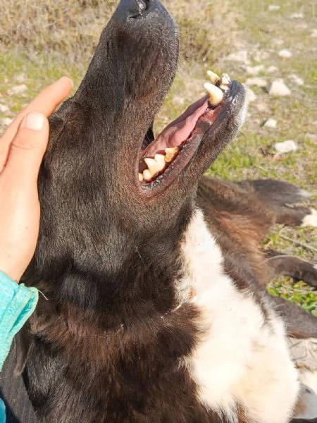 Splendida simil Labrador WINDY | Foto 6