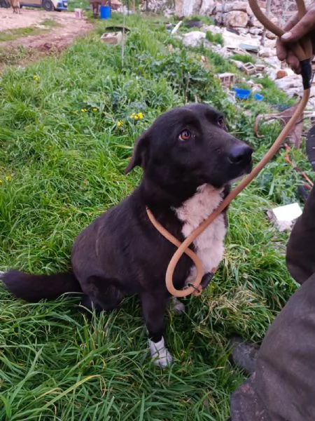 Splendida simil Labrador WINDY | Foto 6